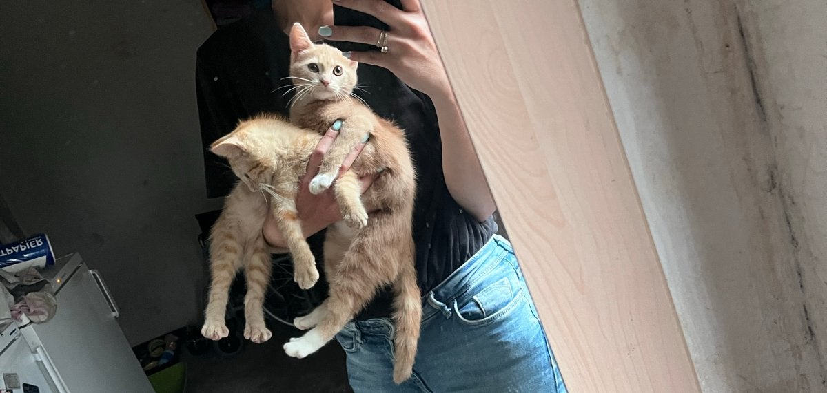 2kittens te koop 10 weken oud, Poes