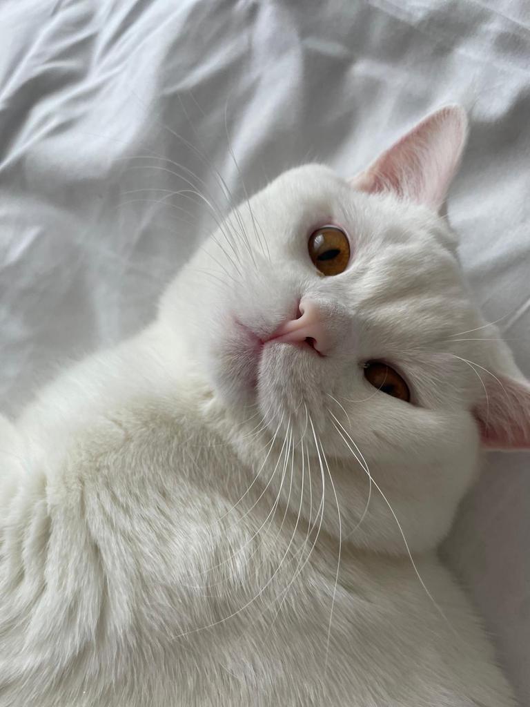 Britsh korthaar Lieve kat Pamuk zoekt een warm nieuw thuis, Kater