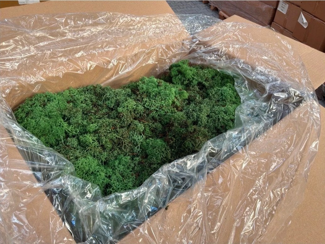 Doos Ijslands Mos 3 kg, Ophalen of Verzenden, Nieuw