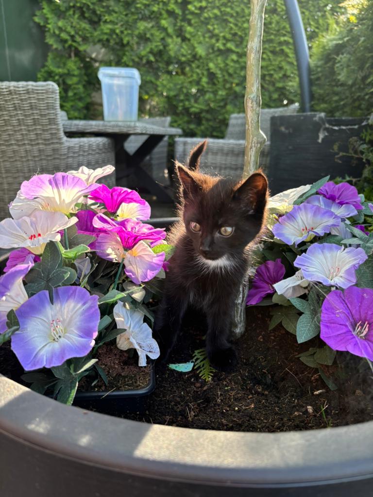 Bieden Boederij kittens, Dieren en Toebehoren, Meerdere dieren