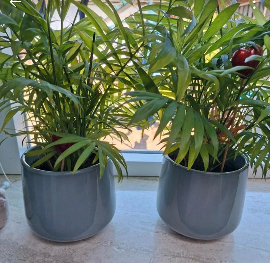 2 Mica potten zacht groen, met of zonder plant, Gebruikt, Rond, Binnen, Ophalen of Verzenden