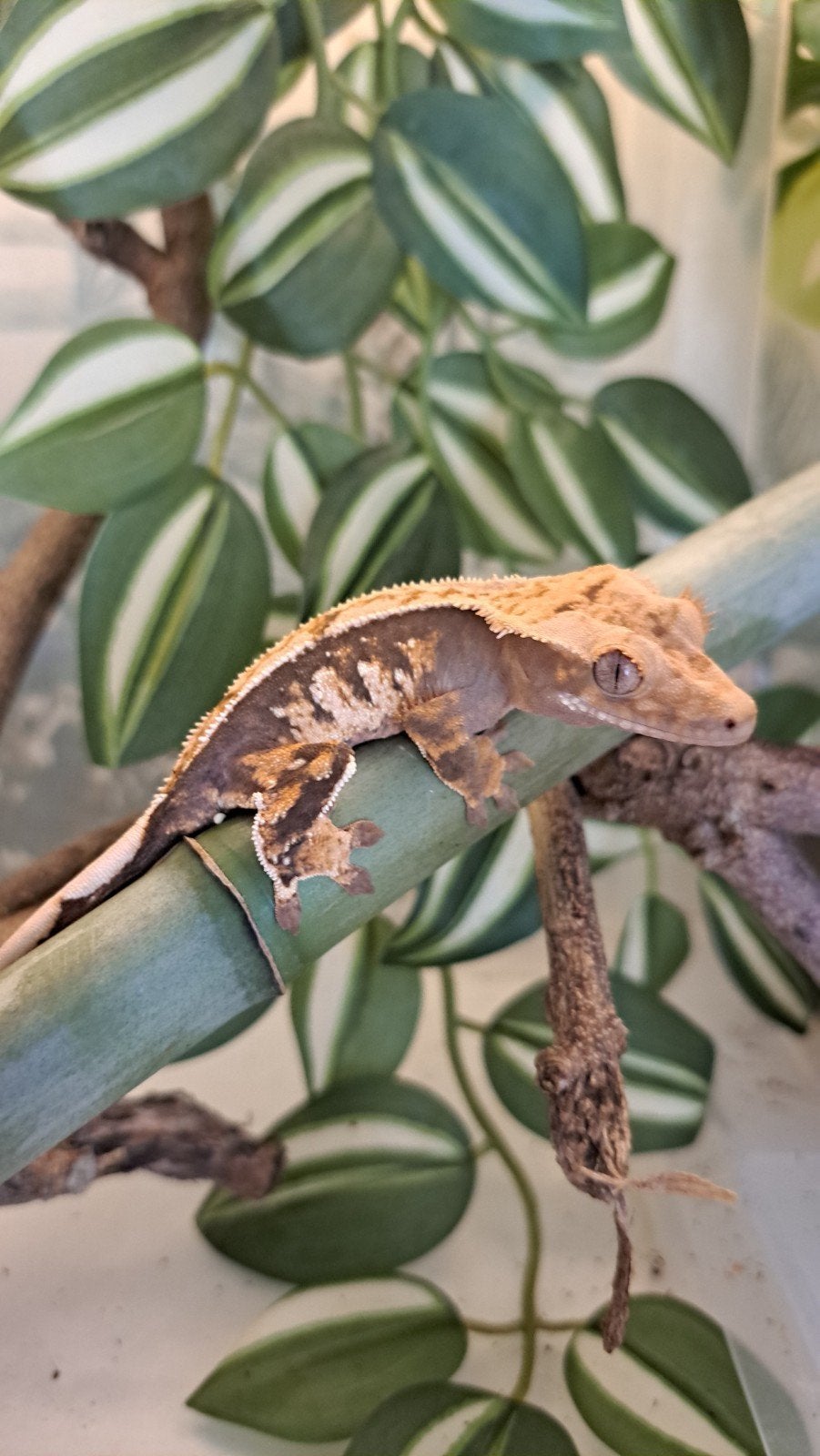 Wimpergekko. Knappe tricolor vrouw., Dieren en Toebehoren, Reptielen en Amfibieën, Hagedis, 0 tot 2 jaar