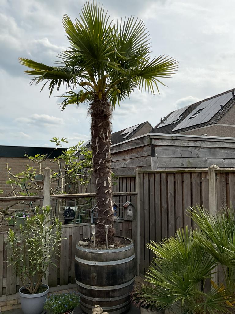 Trachycarpus Fortunei - stam 210 cm - in wijnvat, Tuin en Terras, Planten | Bomen, Lente, 250 tot 400 cm, Palmboom, Ophalen