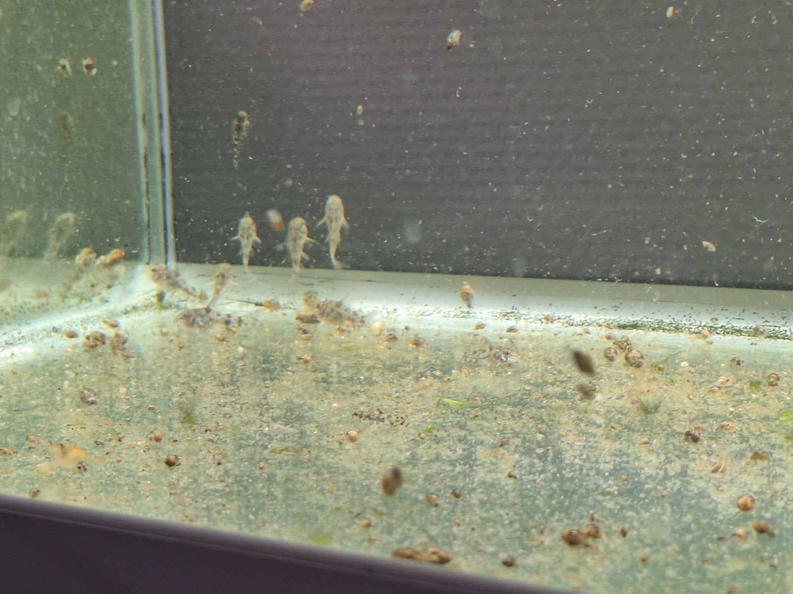 corydora Paleatus (Gevlekte pantsermeerval), Dieren en Toebehoren, Vis, Zoetwatervis, Schoolvis