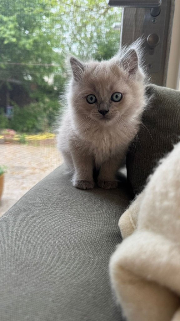 Prachtige ragdoll kittens, Meerdere dieren, Gechipt, 0 tot 2 jaar