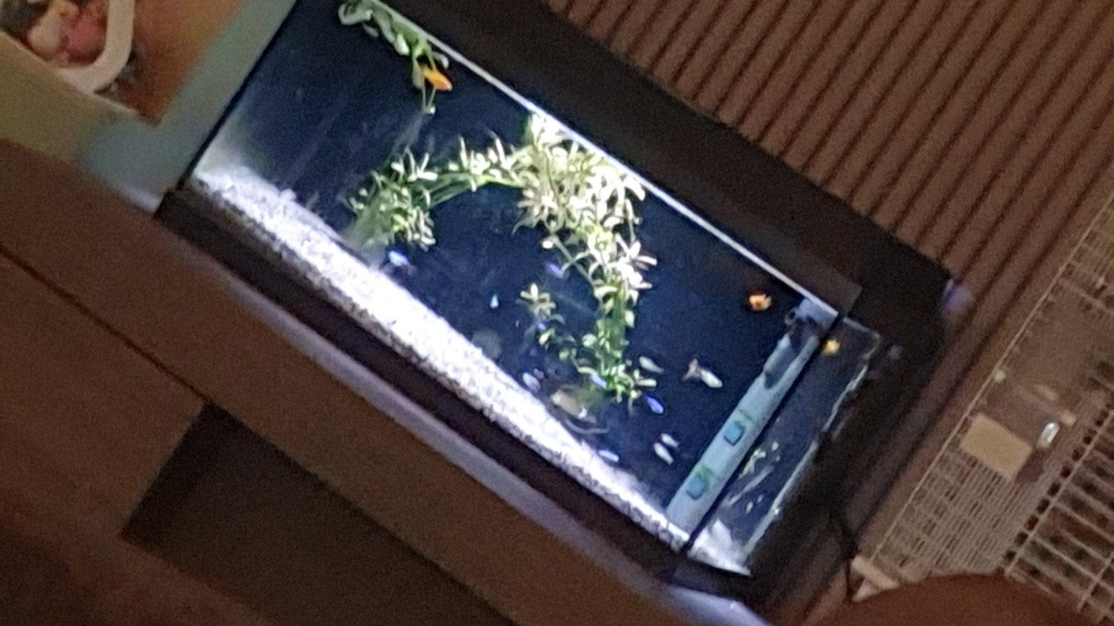 Aqarium 60cm, Dieren en Toebehoren, Vissen | Aquaria en Toebehoren, Ophalen, Gevuld zoetwateraquarium