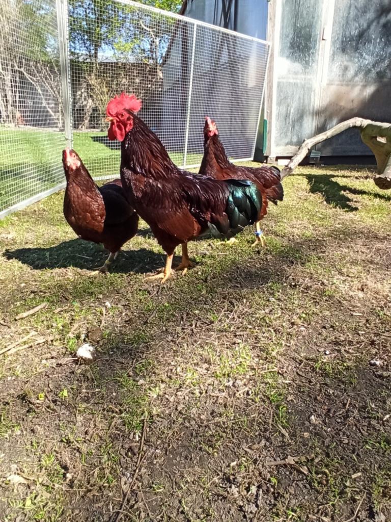 Rhode Island Red kriel en broedeieren, Dieren en Toebehoren, Pluimvee, Mannelijk, Kip
