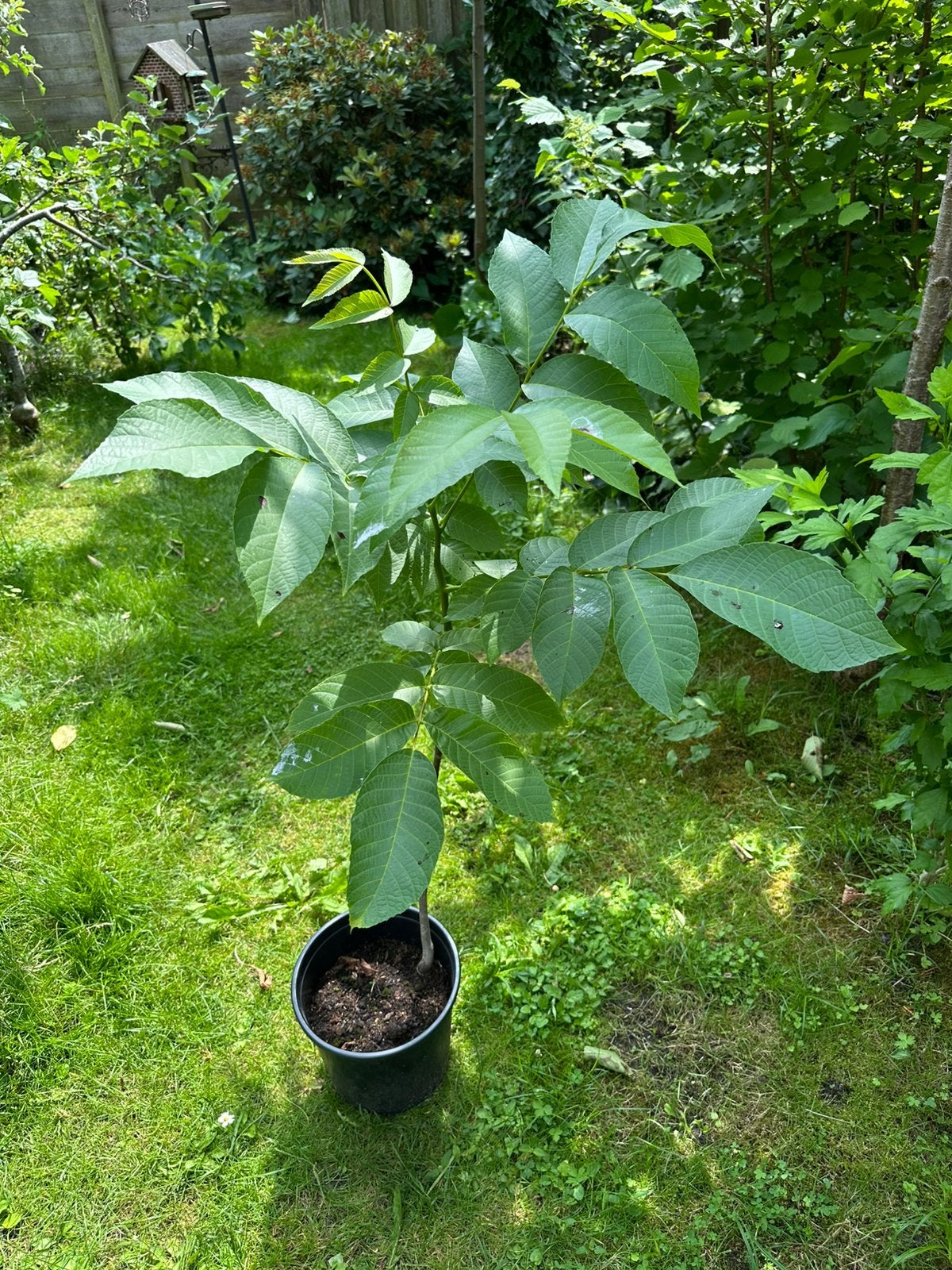 Jonge walnotenboom (Juglans regia), Ophalen, Volle zon, Overige soorten, 100 tot 250 cm