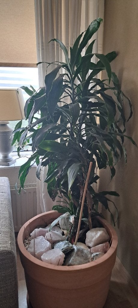 Gereserveerd Gratis afhalen Grote huiskamer Plant, Ophalen, Gebruikt