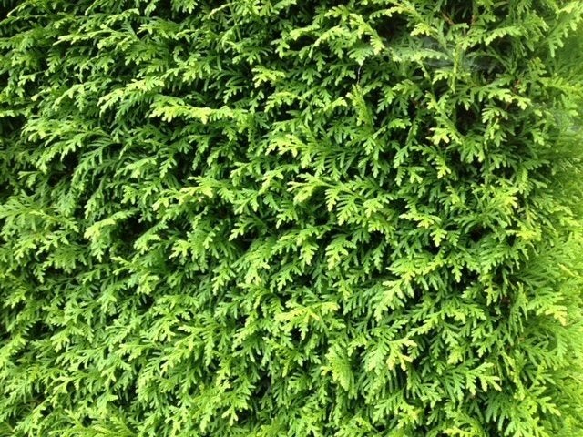 Haag Conifeer, Thuja 'Gelderland', NU GOED TE PLANTEN, Ophalen of Verzenden, Conifeer, Haag, 100 tot 250 cm