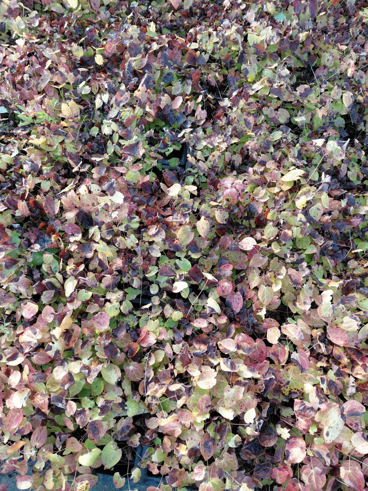 Epimedium versicolor "Sulphureum" - Bodembedekker, Ophalen, Bodembedekkers, Vaste plant, Halfschaduw
