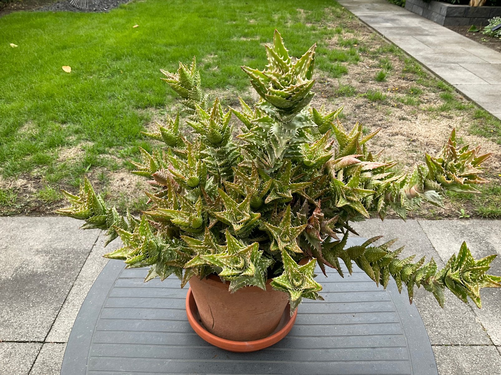 Aloe vera plant, Ophalen, Vaste plant, Overige soorten, Volle zon