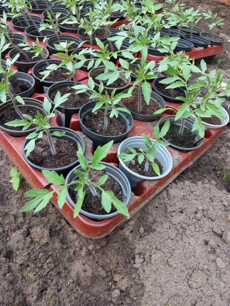 Tomatenplanten te koop, Tuin en Terras, Ophalen, Eenjarig, Groenteplanten, Volle zon