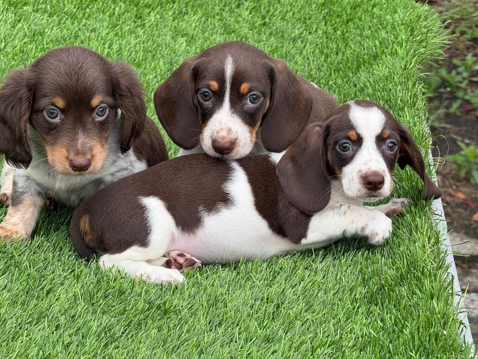Te koop mooie dwerg Teckel pups (tekkel), Parvo, Nederland, 8 tot 15 weken, Korthaar
