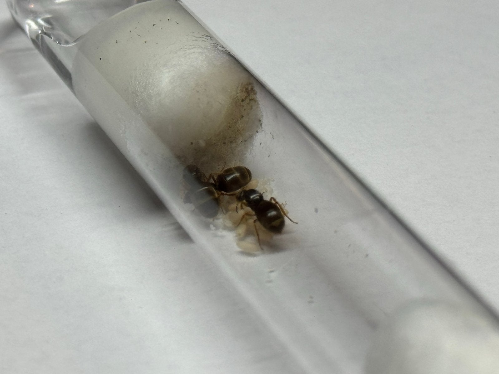 3Q Lasius flavus | Veel broed, Dieren en Toebehoren, Insecten en Spinnen, Mieren