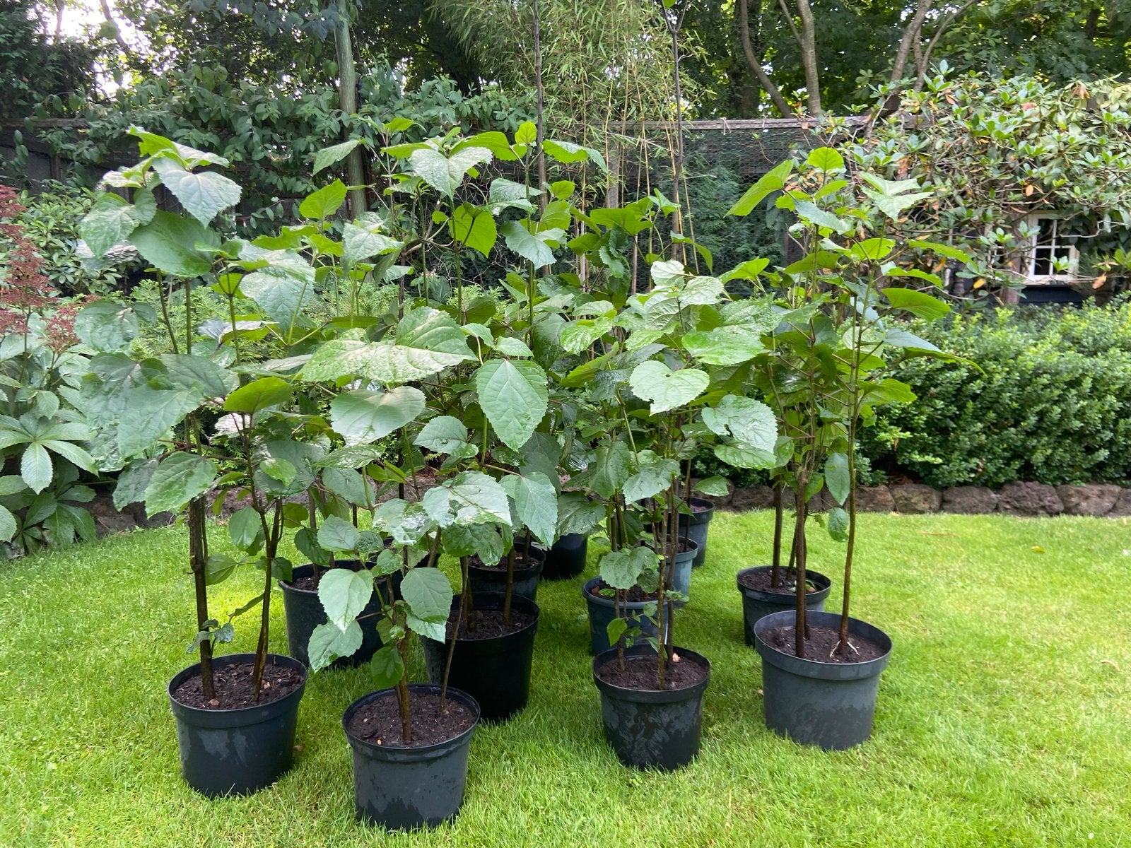 Clerodendrum Bungei - Kansenboom - Potmaat 24 cm, Volle zon, Vaste plant, Zomer, Ophalen
