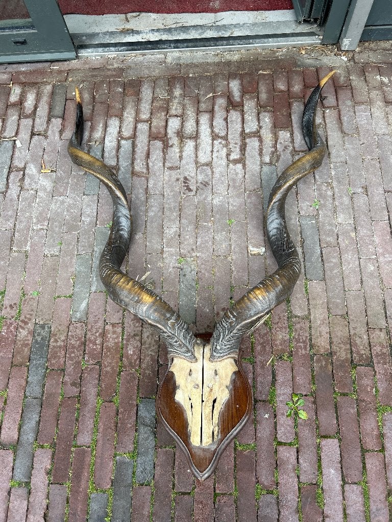 Gewei, Verzamelen, Dierenverzamelingen, Ophalen, Gebruikt, Wild dier, Gewei of Kop