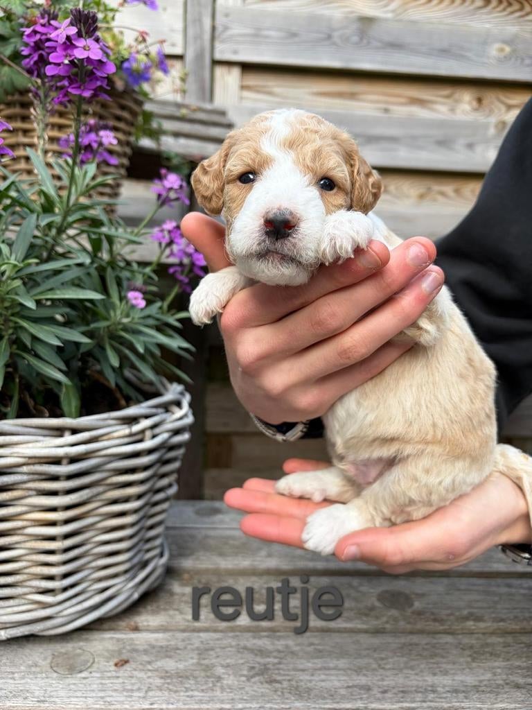 Labradoodle pups mini/medium, Overige rassen, 8 tot 15 weken, Meerdere dieren, Eén hond