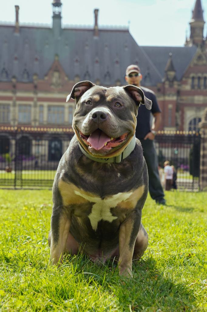 DEK REU Amerikaans bully XL Tri Blue, CDV (hondenziekte), 1 tot 2 jaar, Meerdere, Nederland