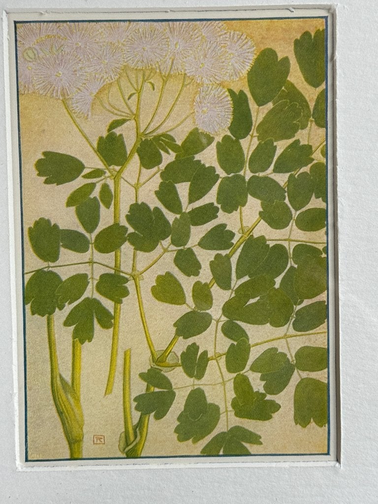 Thalictrum Aquilegifolium - 1910 - Akeleiruit - P0633-005, Ophalen of Verzenden, Overige technieken, 1900 - 1949