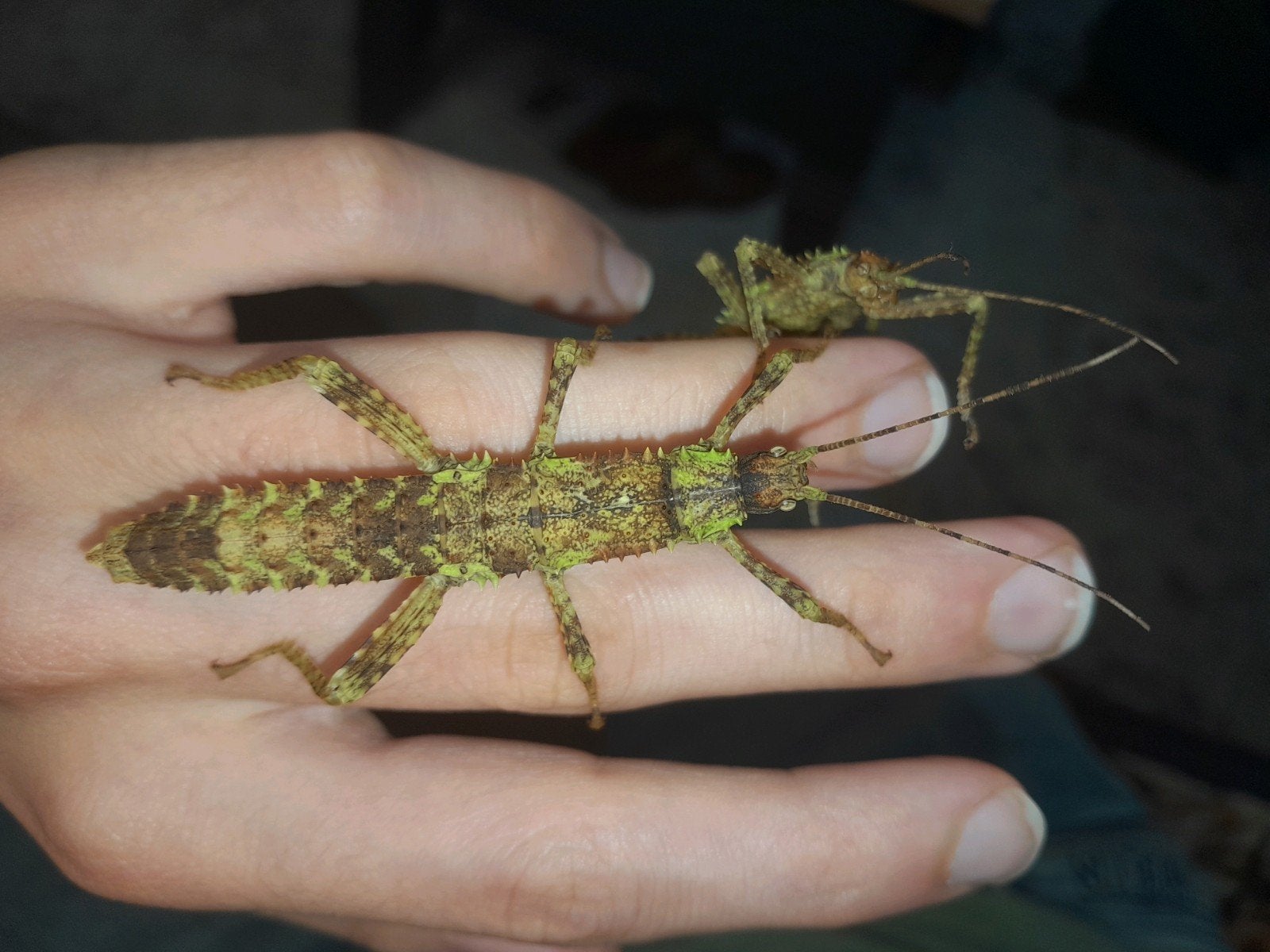 eurycantha calcarata wandelende takken, Wandelende tak