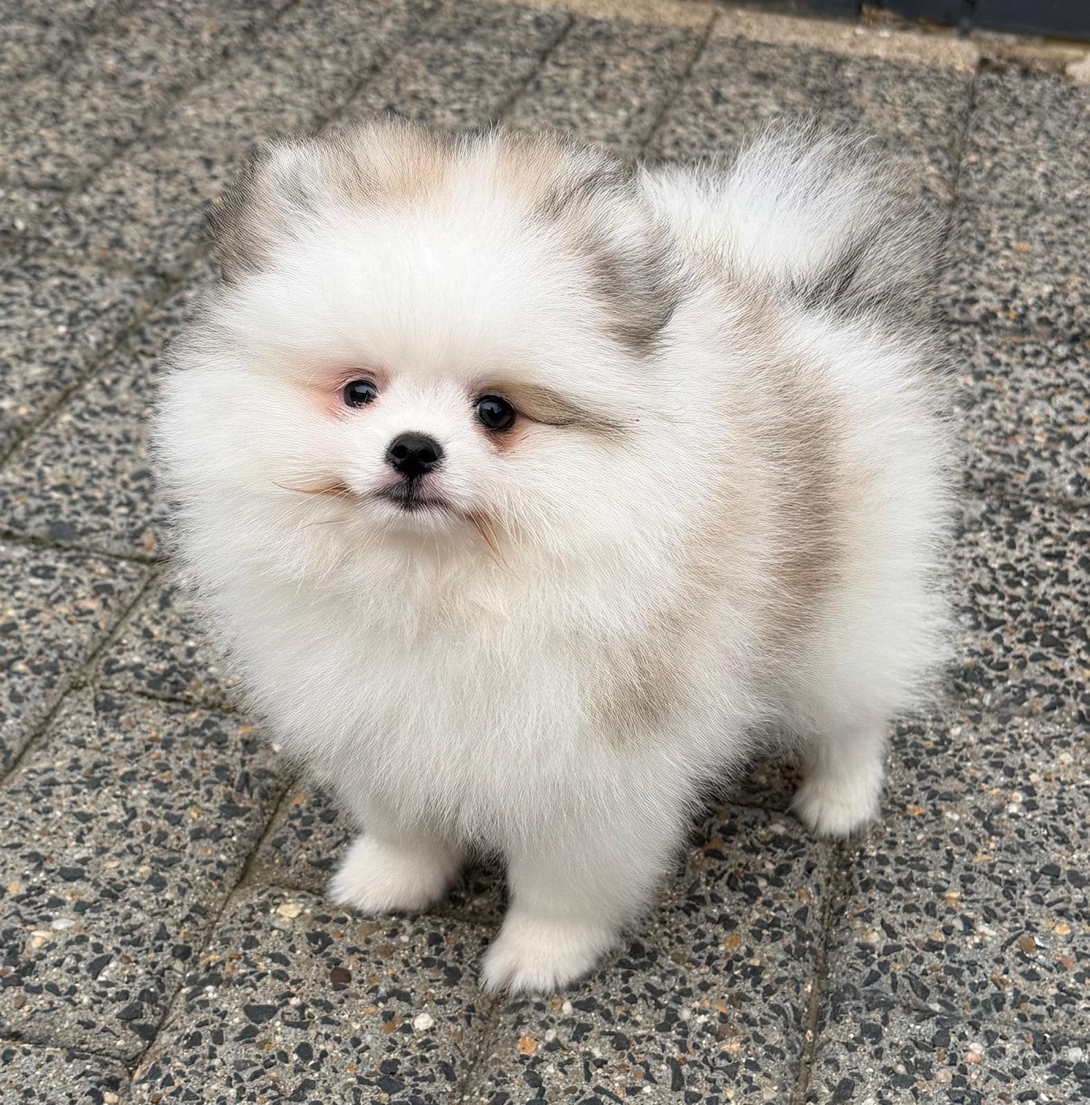 100% Pomeriaan puppy, teefje, Dieren en Toebehoren, 8 tot 15 weken, Teef, Eén hond, Nederland