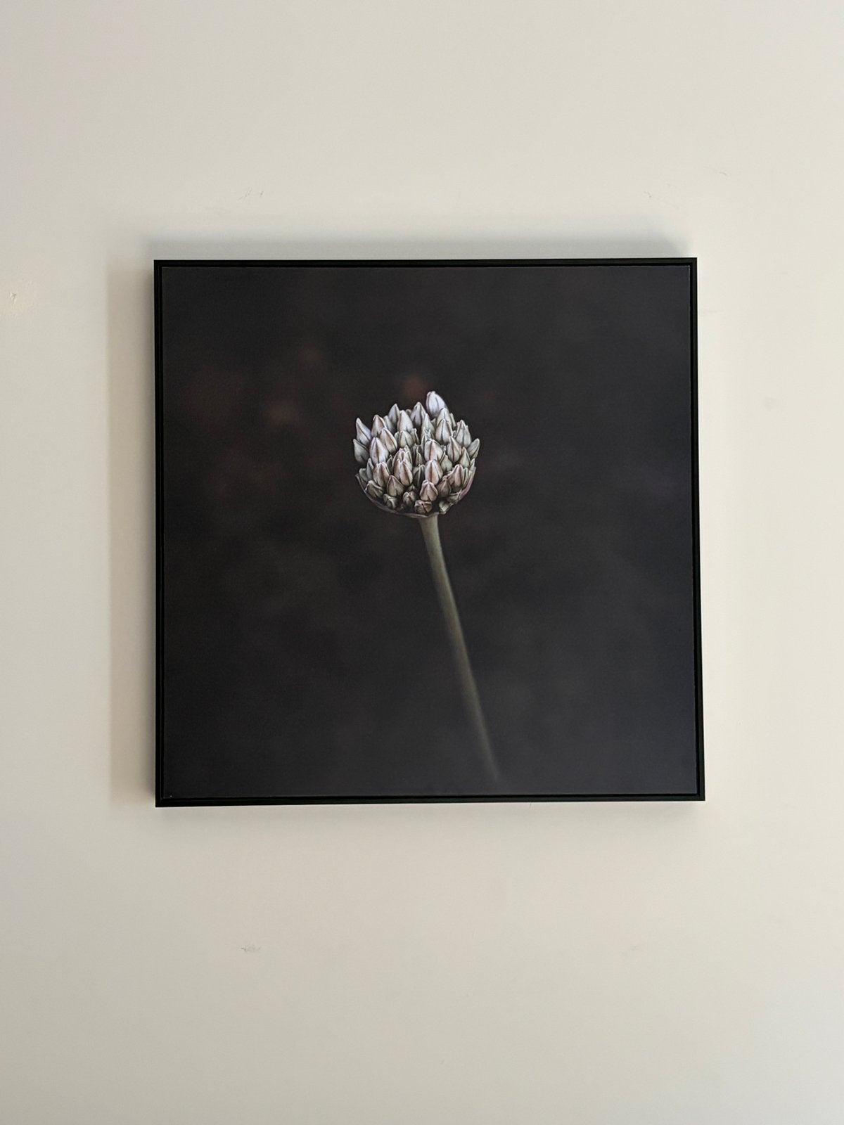 Foto ‘Velvet Flower’ op dibond in baklijst, Ophalen, Zo goed als nieuw, Schilderij