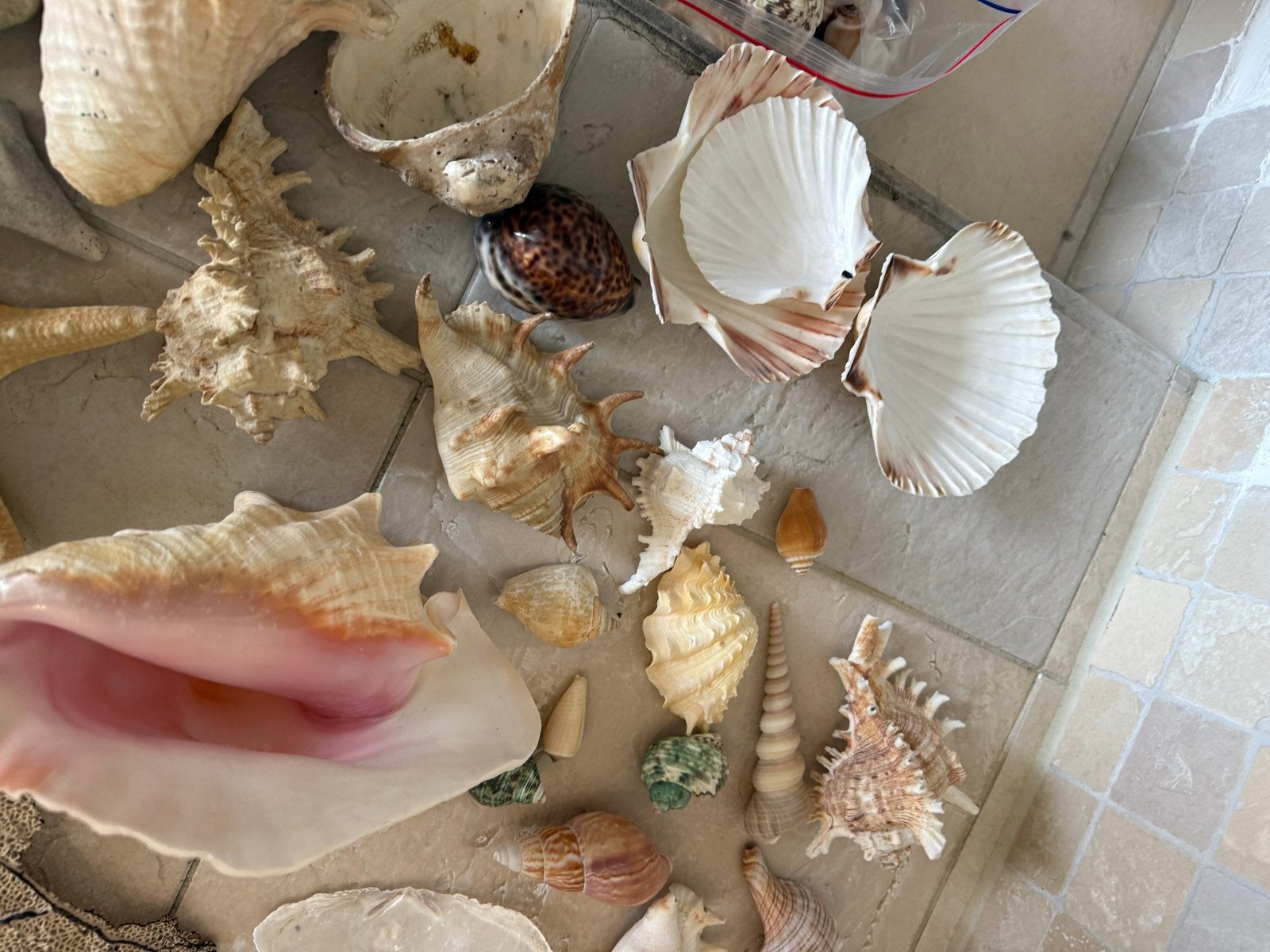 Grote schelpenverzameling - Decoratie en hobby, Verzamelen, Ophalen of Verzenden, Gebruikt