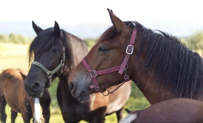 Gezocht: Boerderij/weidegrond/perceel Noord-Holland (huur/ko, Zakelijke goederen, Agrarisch | Agrarisch Onroerend goed, Ophalen