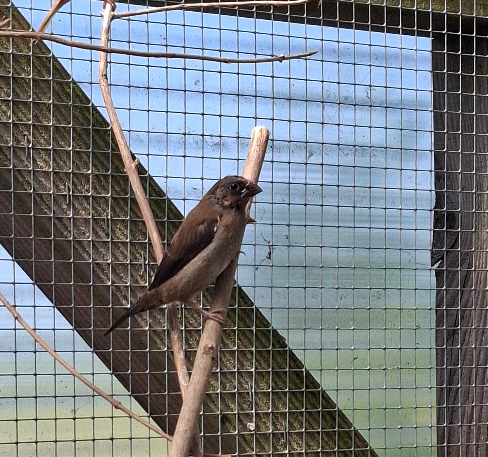 Japanse meeuwtjes 2026, Dieren en Toebehoren, Vogels | Overige Vogels, Meerdere dieren