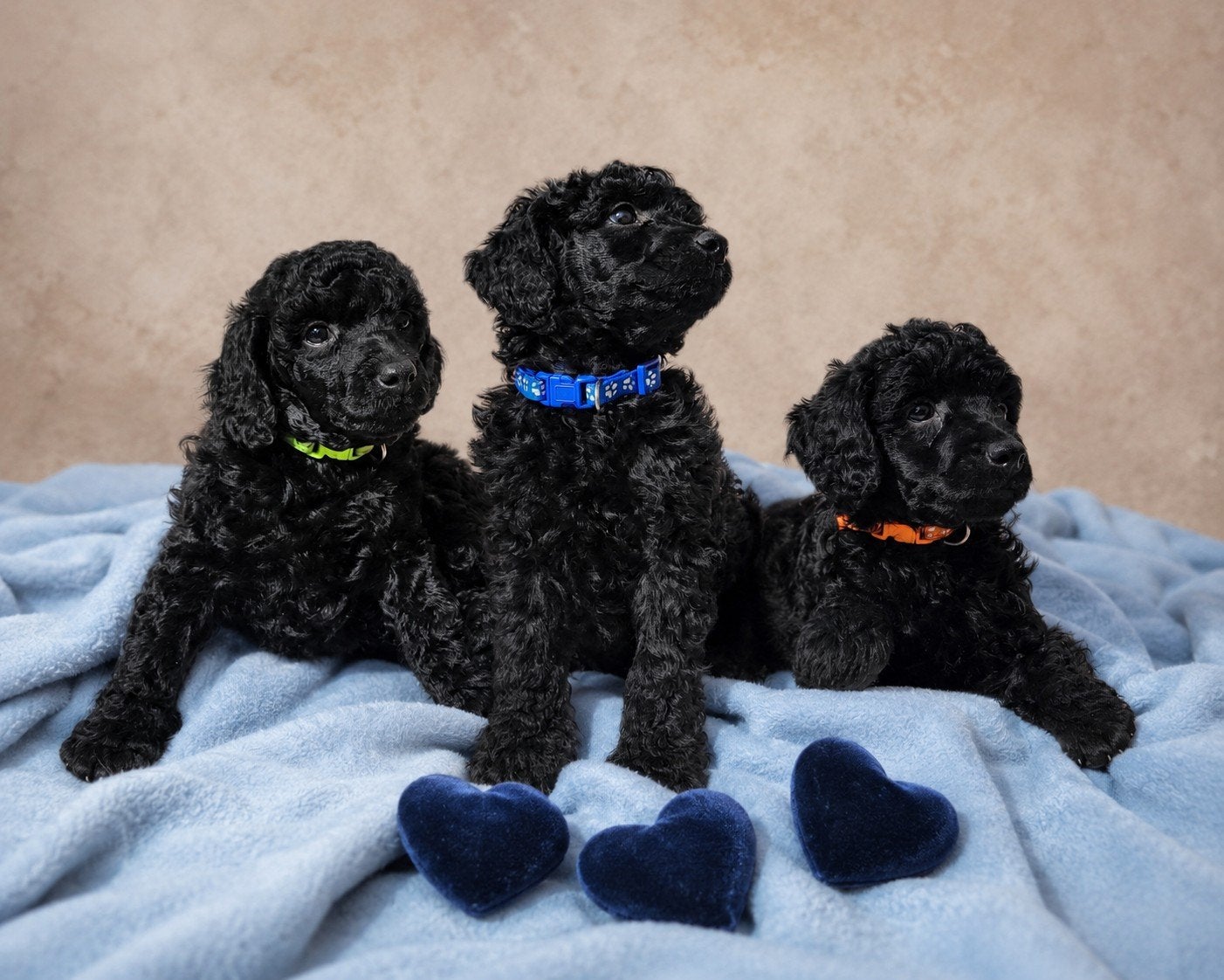 Zwarte Dwerg /Middenslag Poedel Pups, Dieren en Toebehoren, Honden | Chihuahua's en Gezelschapshonden, Meerdere dieren, Poedel