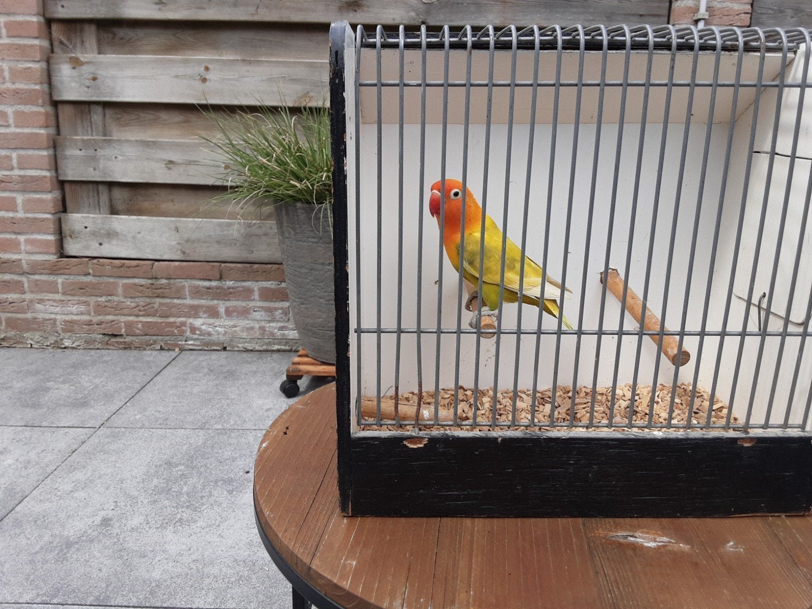 Broedrijpe fischeri pop split voor lutino van 08-2025., Vrouwelijk, Dwergpapegaai of Agapornis, Geringd