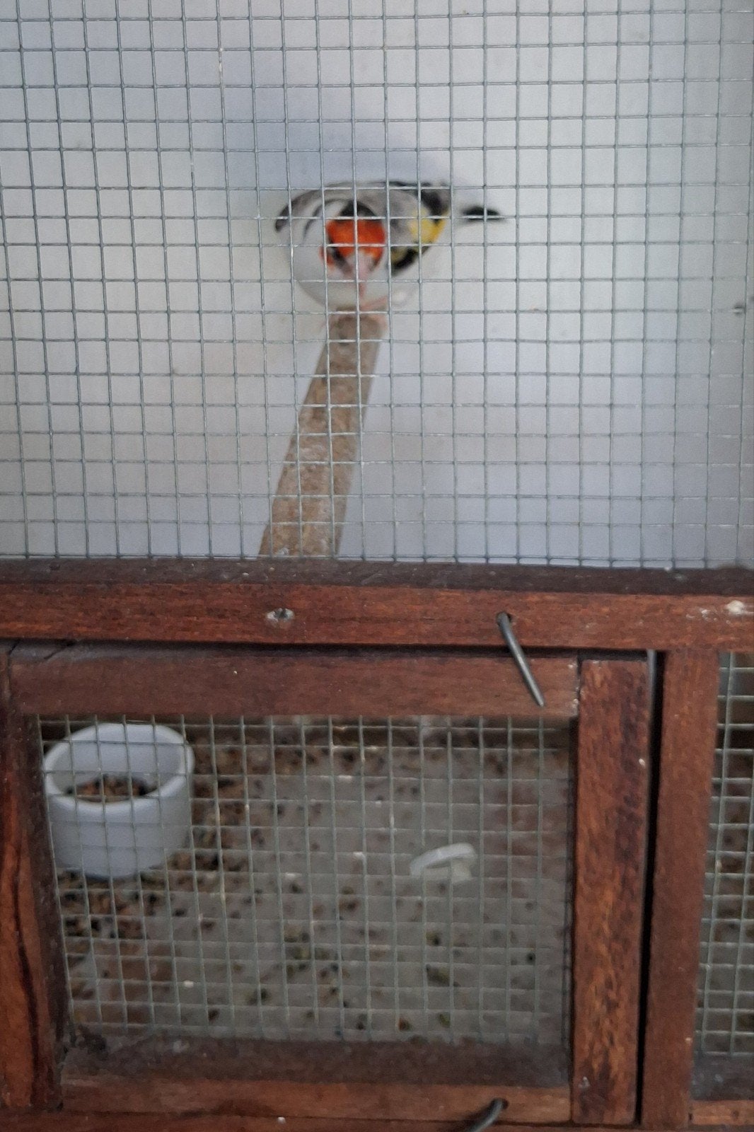 Bonte witkop majorputter man, Dieren en Toebehoren, Vogels | Overige Vogels, Mannelijk, Wildzangvogel, Geringd