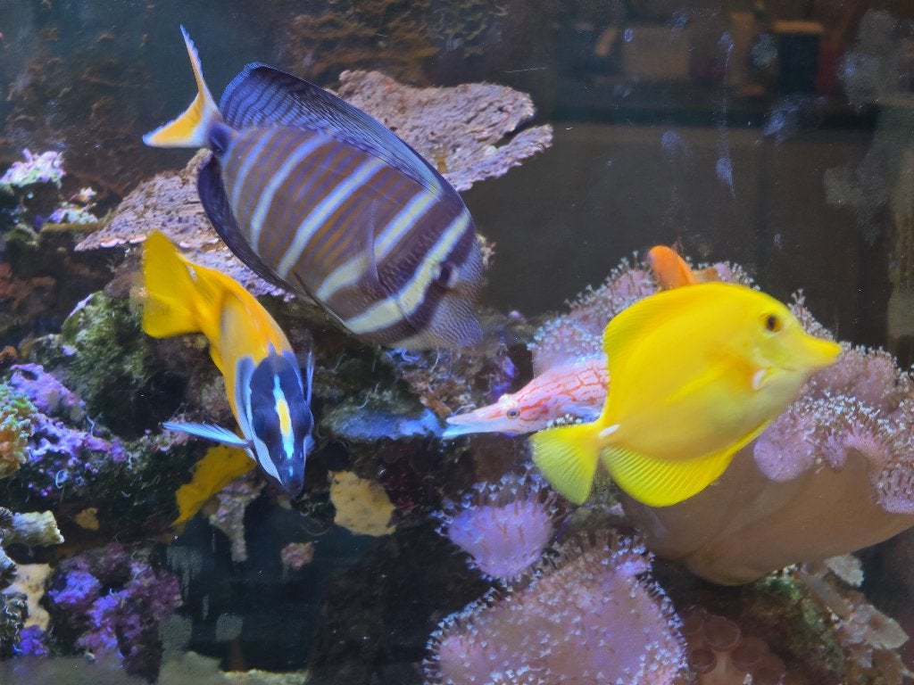 Levende have o.a. Gele doktersvis flavescens, Vis, Zoutwatervis