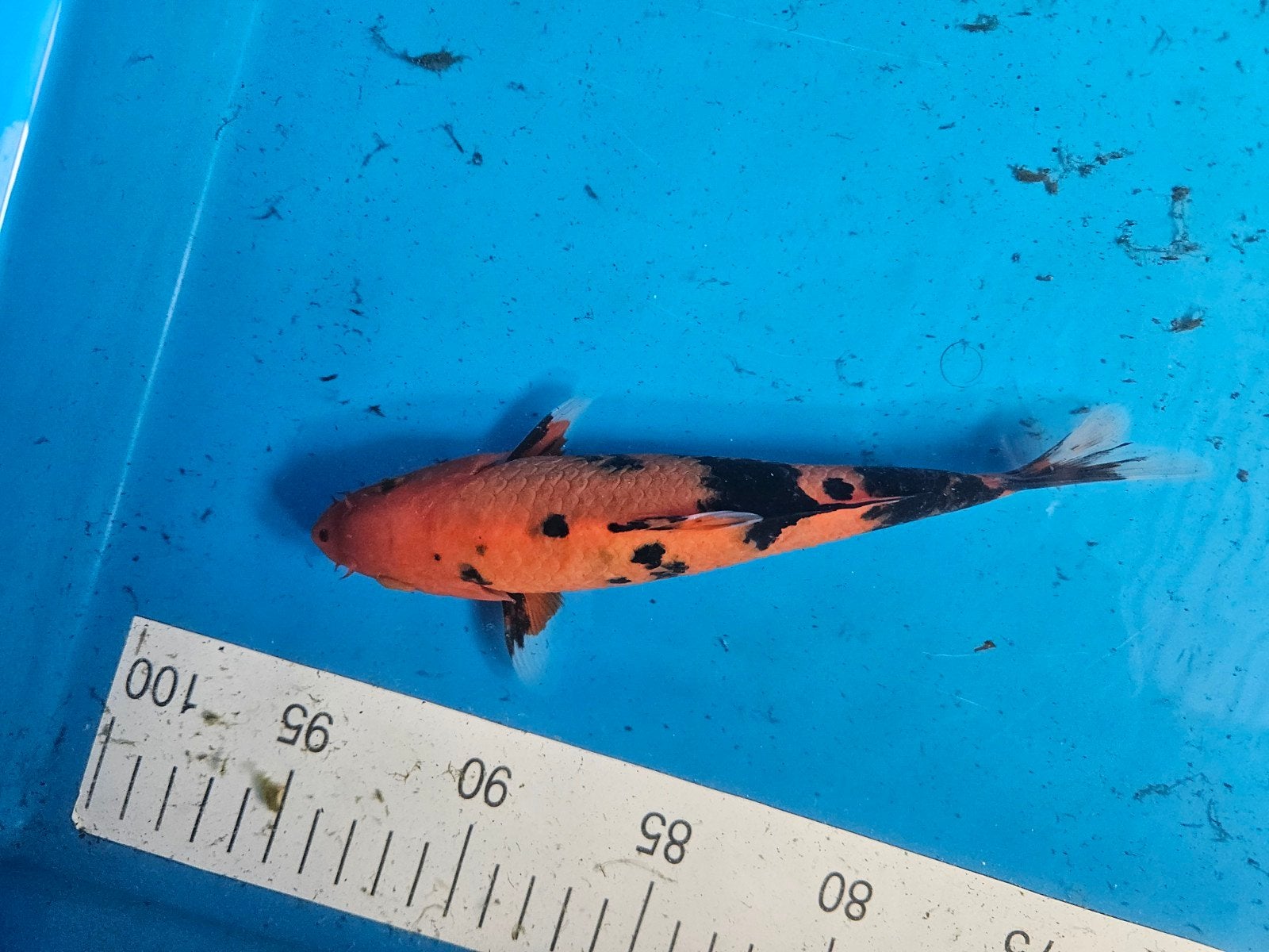 zeer leuke koi, Karper of Koi