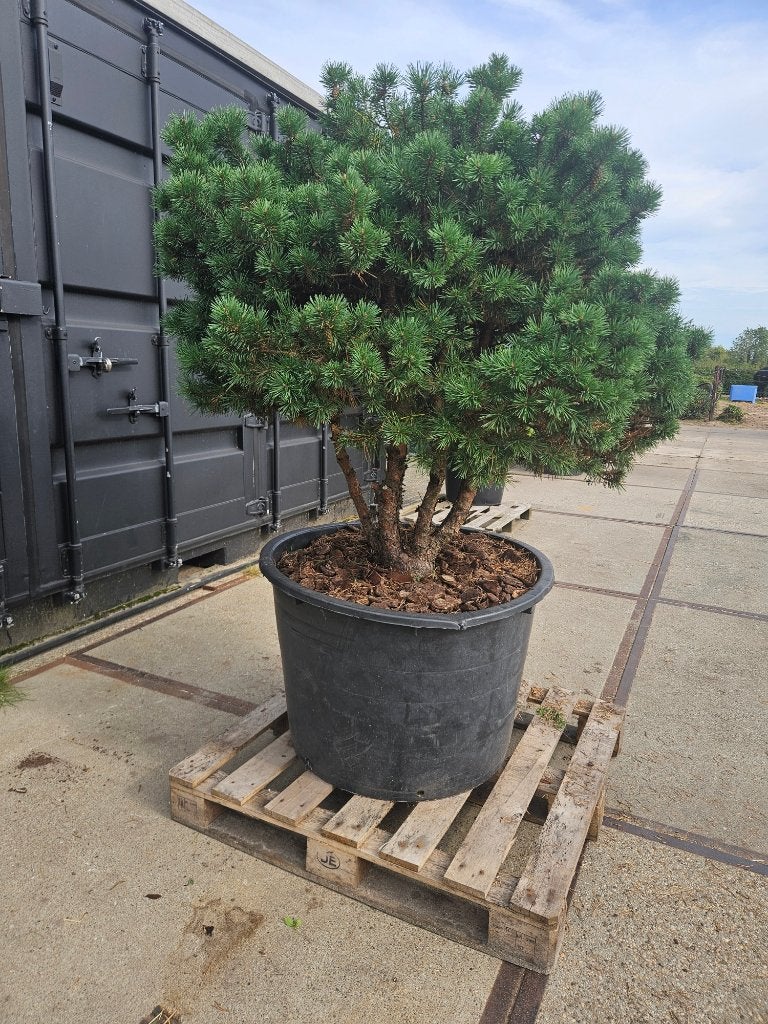 Pinus sylvestris sandringham meerstammig, Tuin en Terras, Volle zon, Vaste plant, Bloeit niet, Ophalen