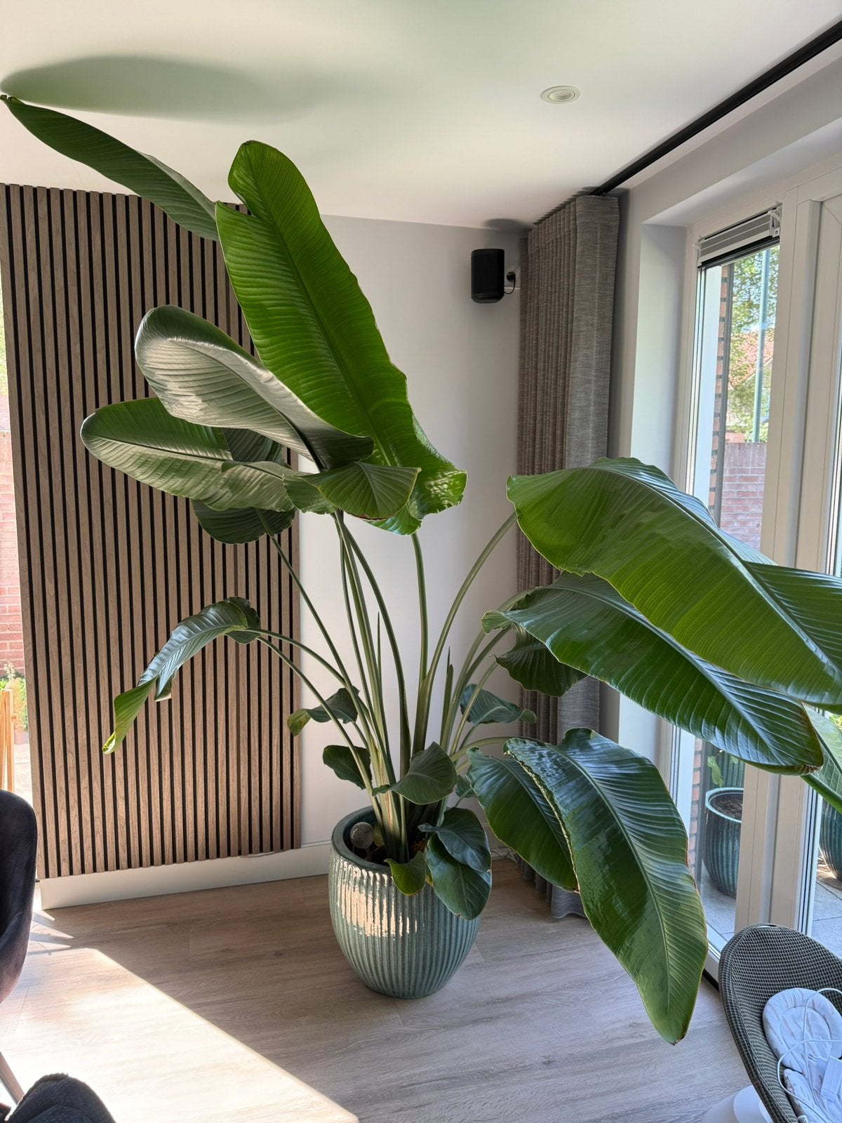 Stralitzia plant 2,60 hoog, Ophalen, Halfschaduw, Minder dan 100 cm