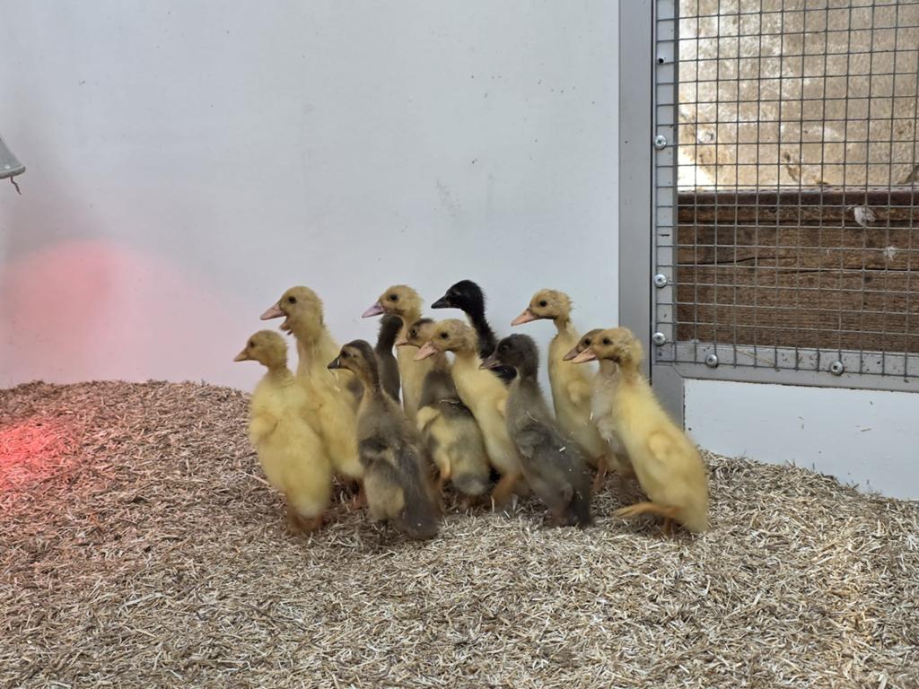 Super lieve loopeend pulletjes Indische loopeenden, Meerdere dieren, Eend