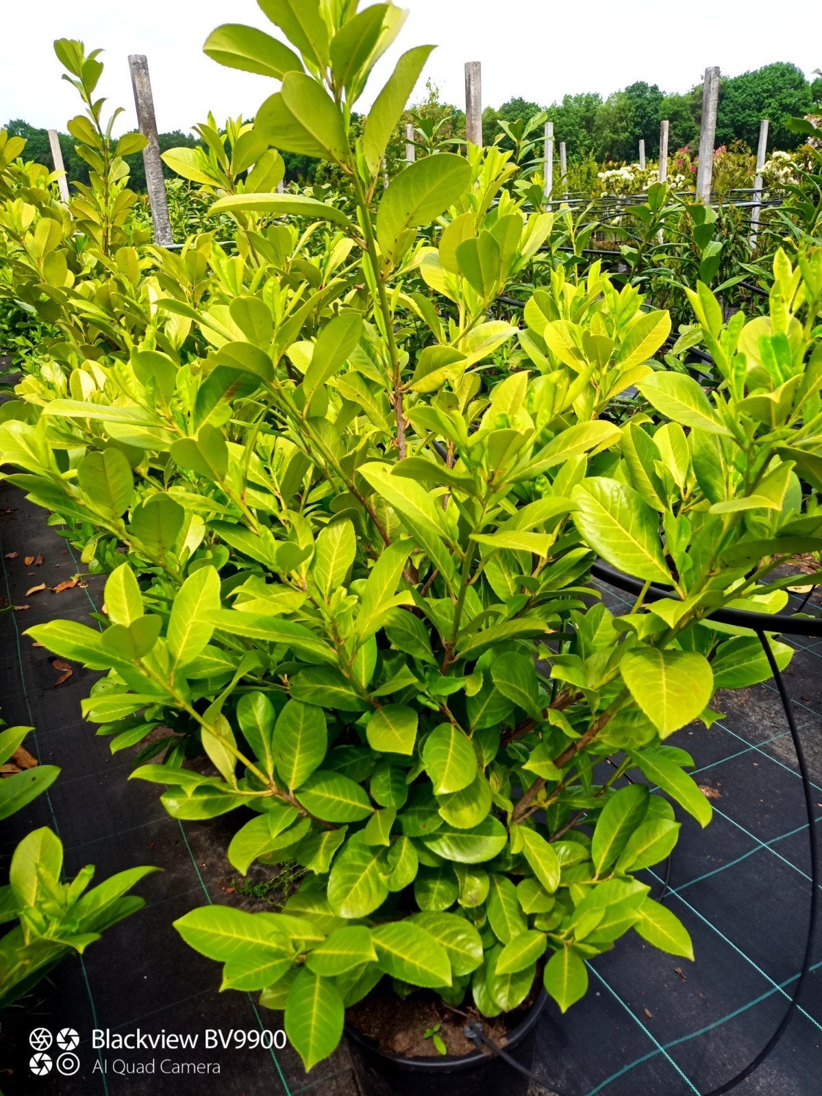 Laurier Prunus Rotundifolia +-125cm snel groeiende laurier, Tuin en Terras, Planten | Struiken en Hagen, Ophalen of Verzenden