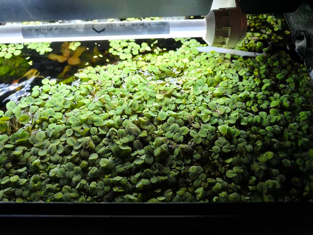 Drijfplanten aquarium, Ophalen, Nieuw, Plant(en), Steen of Hout