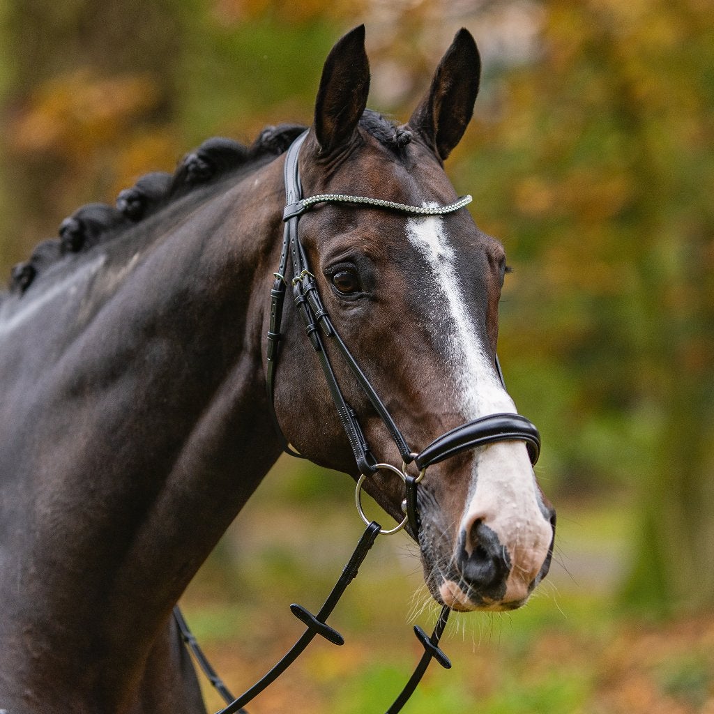 Passier Confidence Hoofdstel, lage neusriem, Cob en Full, Anatomisch gevormd, Hoofdstel, Nieuw, Ophalen of Verzenden