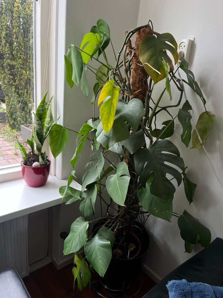 Grote Monstera Deliciosa met mosstok, 100 tot 150 cm, Overige soorten, In pot, Groene kamerplant