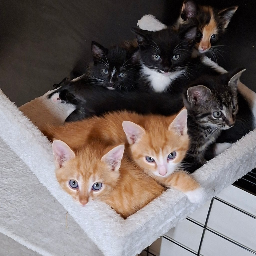 Lieve ,mooie Kittens Europese Korthaar, Meerdere dieren, Ontwormd, 0 tot 2 jaar