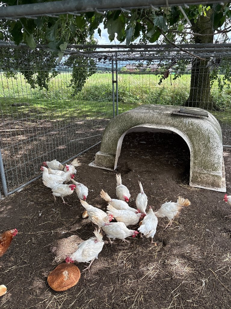 Witte leghorn, Vrouwelijk, Kip