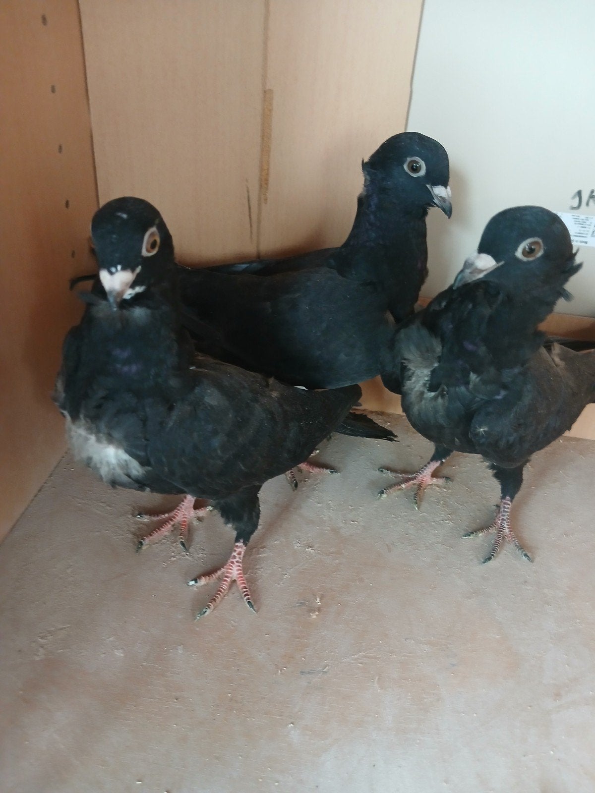 3 jonge duiven, Meerdere dieren, Postduif