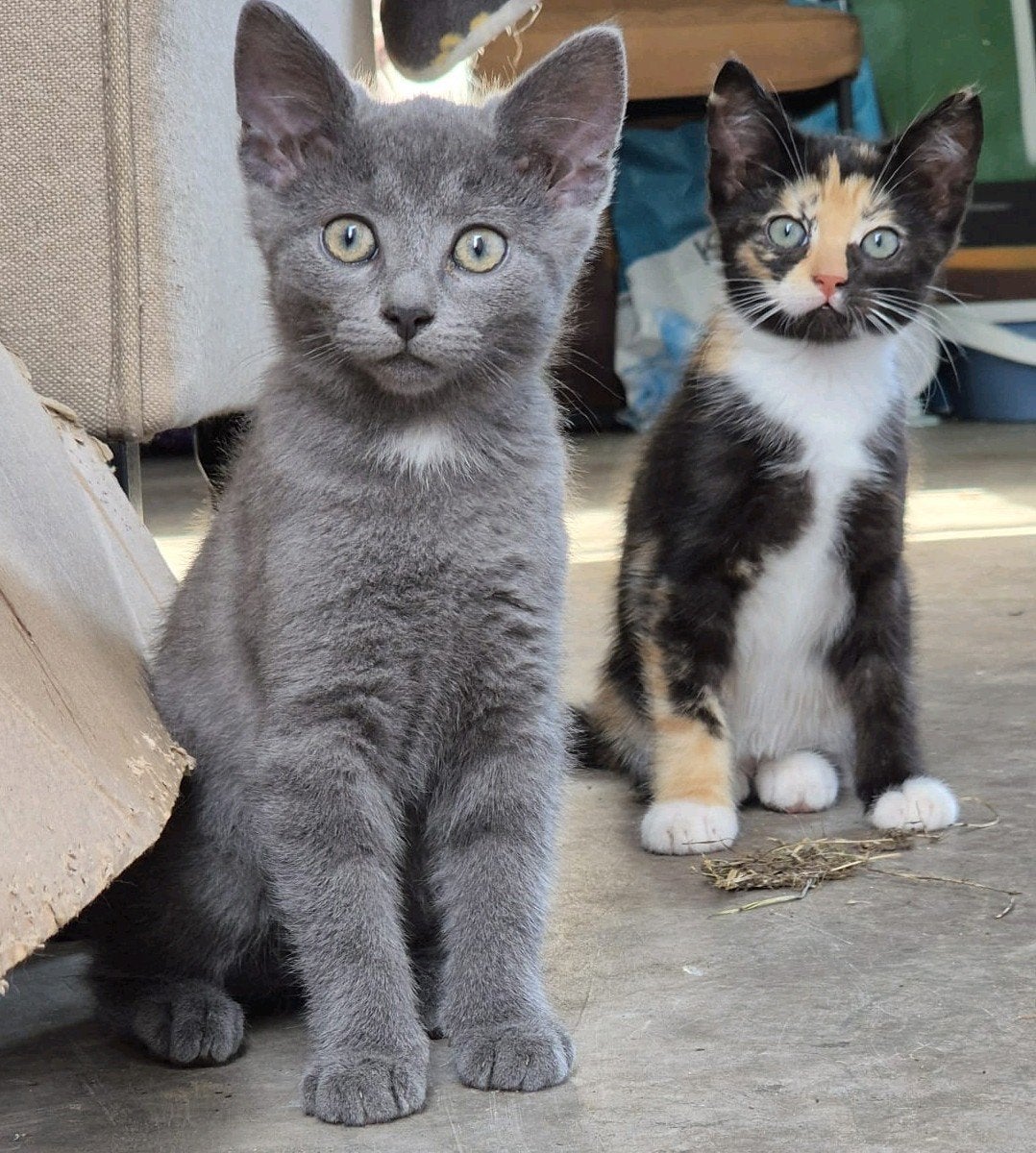 3 prachtige kittens, Dieren en Toebehoren, Meerdere dieren