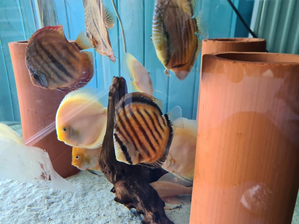 Paraconi Yellow Wild Cross Discus, Sympysodon Discus, Dieren en Toebehoren, Vis, Zoetwatervis