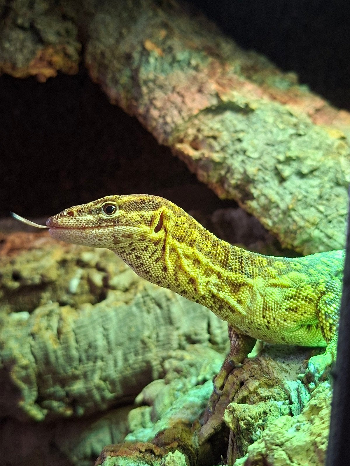 GEZOCHT. 1.0 rtb varanus acanthurus yellow, 0 tot 2 jaar