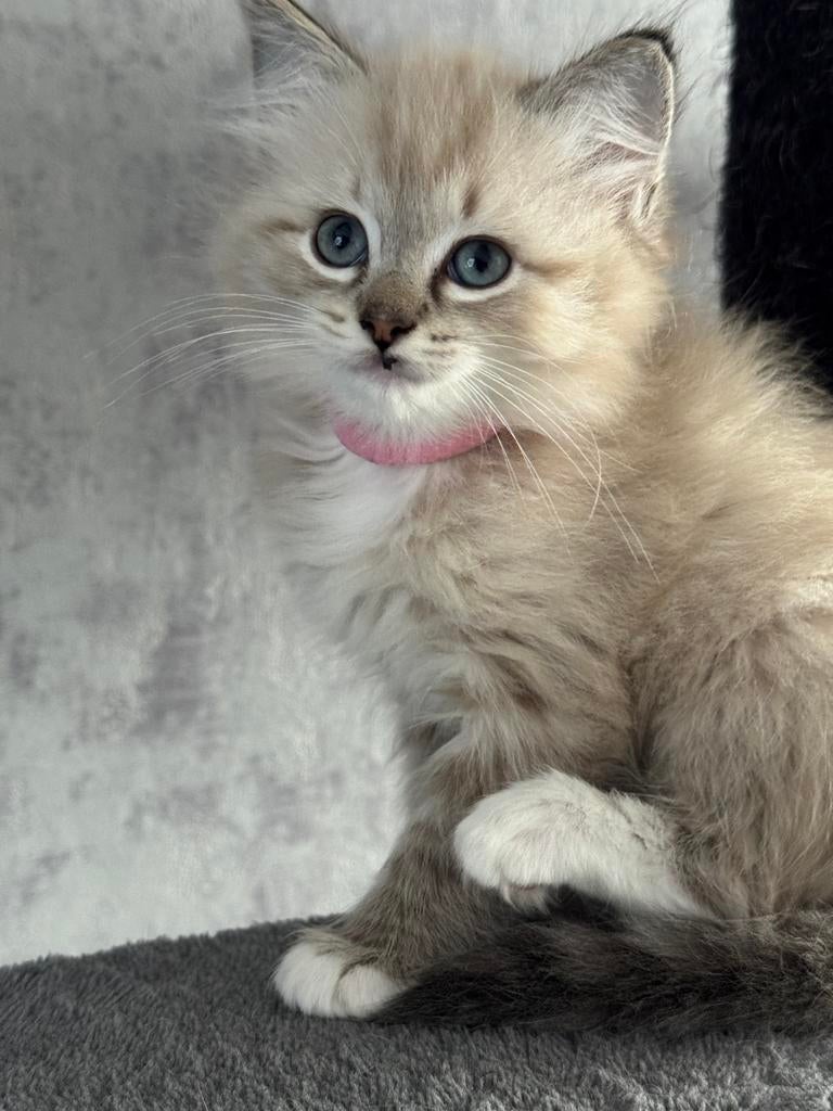 Ragdoll kittens met stamboom, Meerdere dieren, Met stamboom, 0 tot 2 jaar
