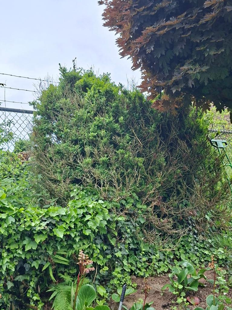 Buxus struiken gratis, Ophalen, Overige soorten, Halfschaduw